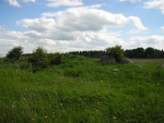 Зеленой поле в июне 2012
