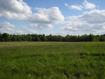Зеленое поле в июне 2012