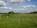 Зеленой поле в июне 2012